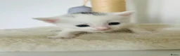 Turkish Van cats for sale: Beautiful Turkish van kittens for sale.  - Advert 5