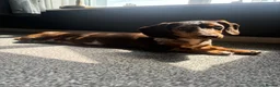 Miniature Dachshund dogs for stud: Dapple Miniature Dachshund for Stud - Advert 11