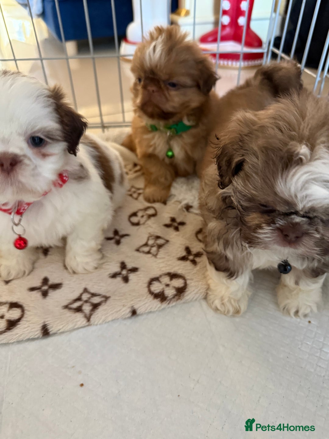 Shih Tzu dogs for sale: IMRERIAL SHIHTZU PUPPIES - Advert 20