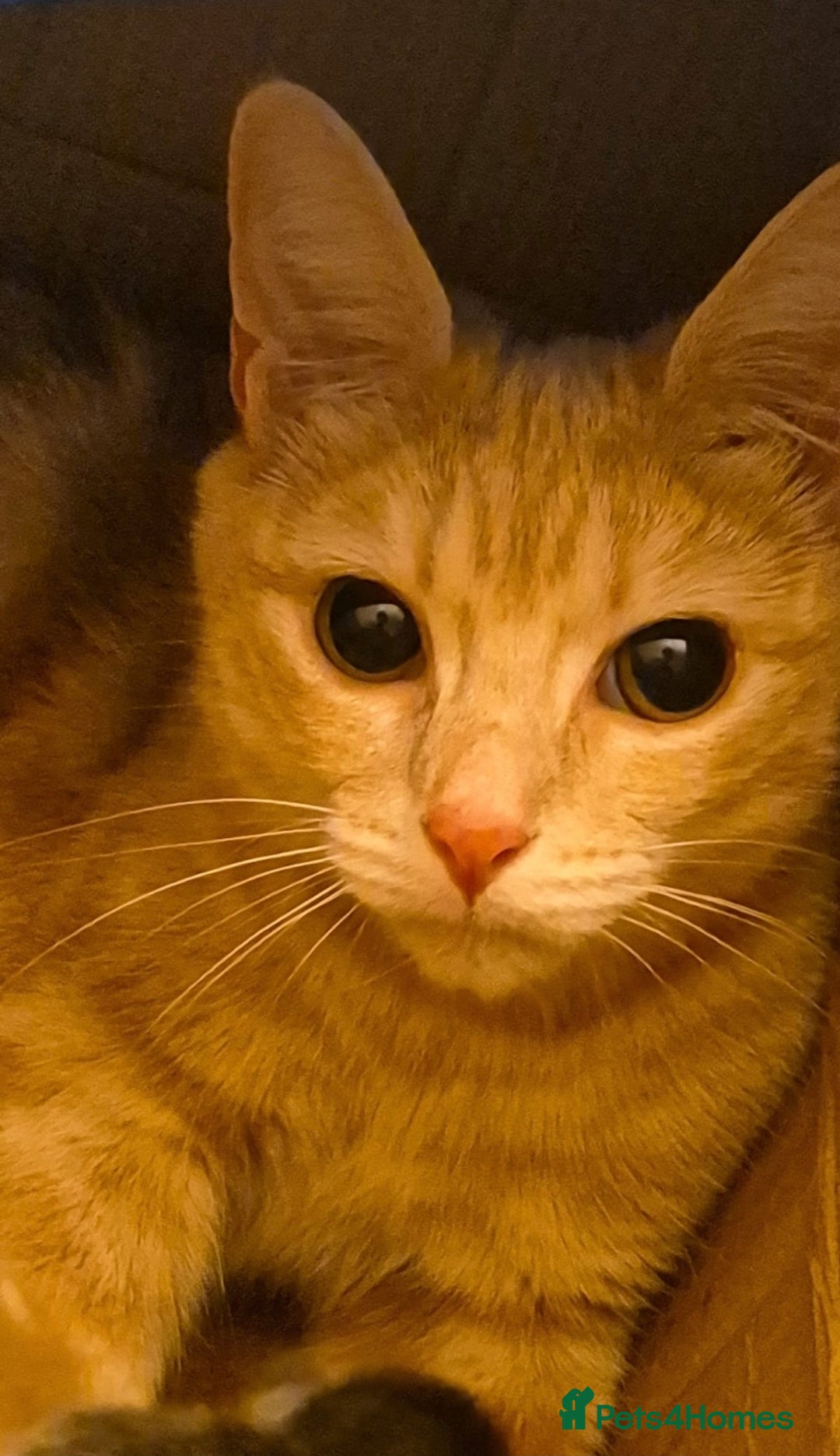 British Shorthair cats for sale: 5 beautiful friendly kittens  - Advert 1