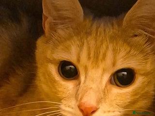 British Shorthair cats 5 beautiful friendly kittens - Advert 1