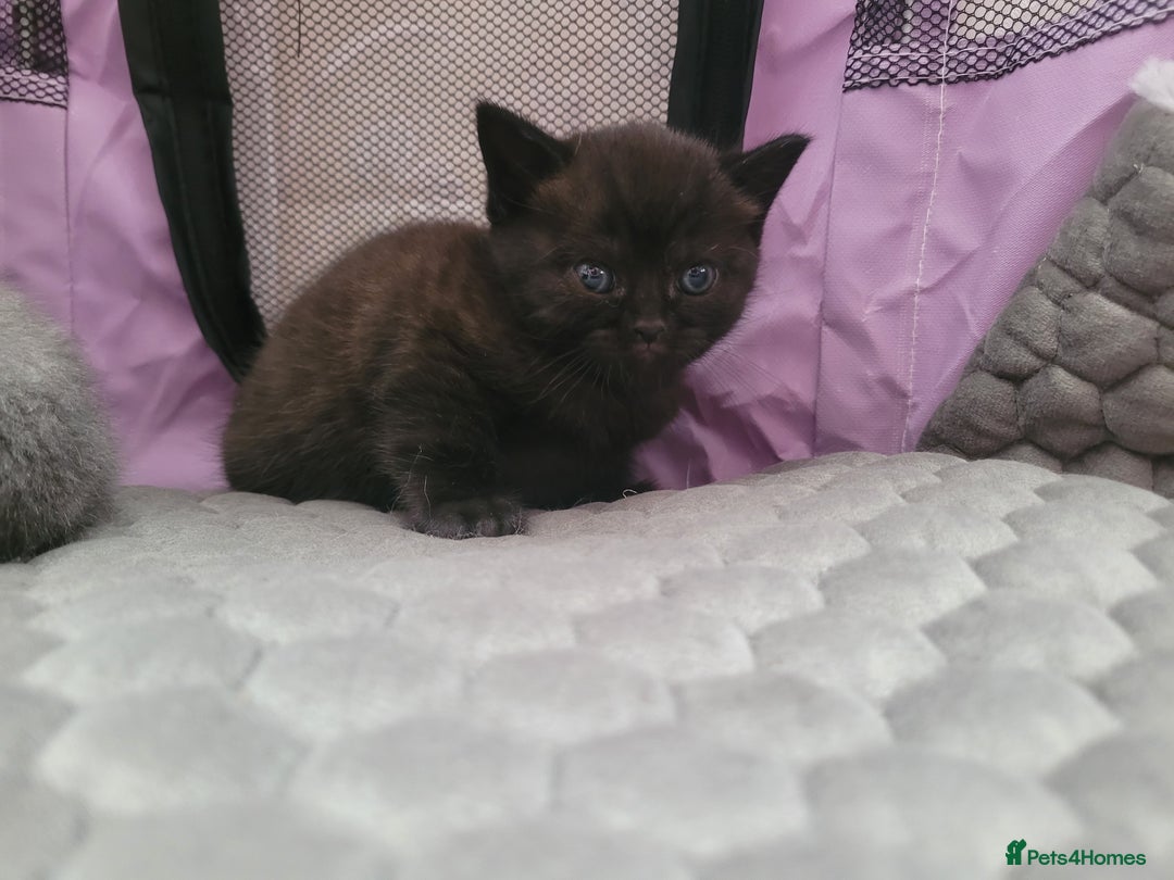 British Shorthair cats for sale:  two boys and one girl. - Image 5