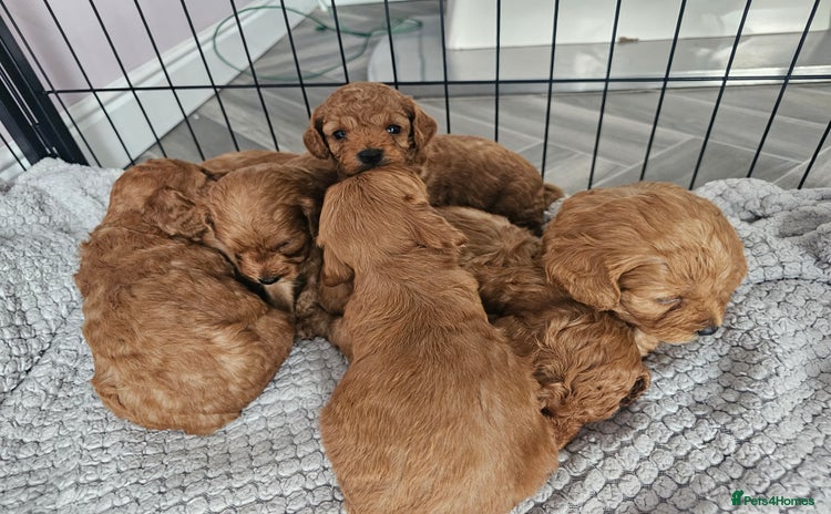Cockapoo dogs - Advert 8