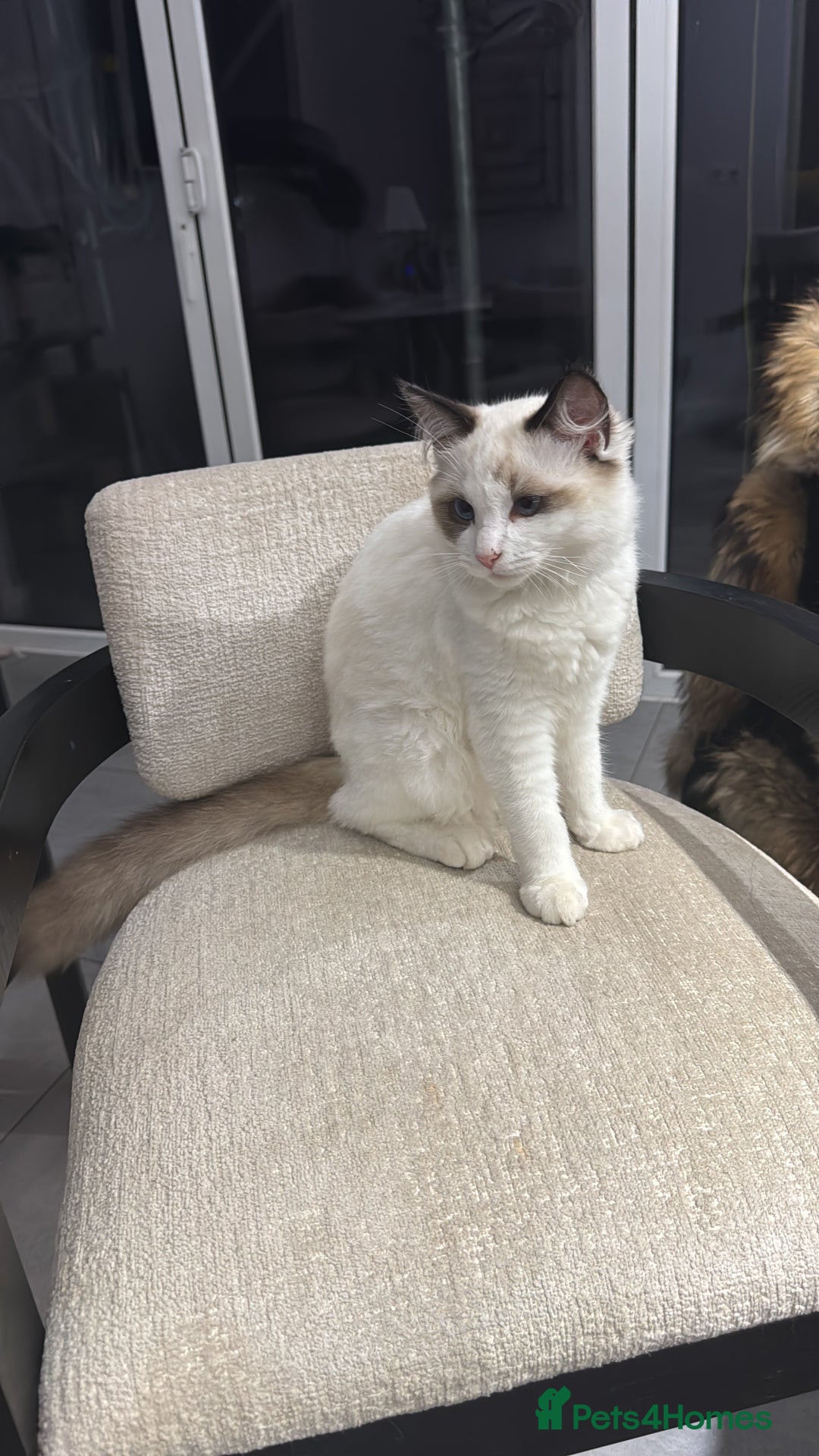 Ragdoll cats for sale: BEAUTIFUL RAGDOLL - Advert 2