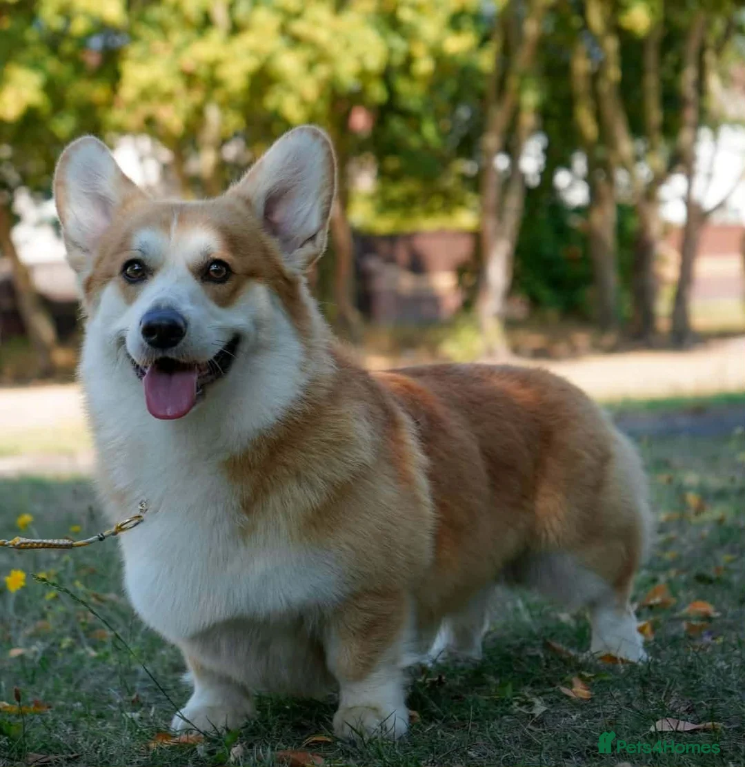 Welsh Corgi Pembroke dogs for sale: KC registered Welsh Corgi (Pembroke) - Advert 3