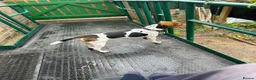 Mixed Breed dogs for sale: Jack Russell Cross need loving home - Advert 4