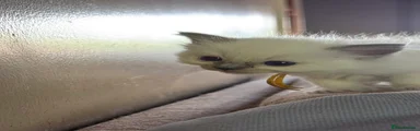 Ragdoll 4
