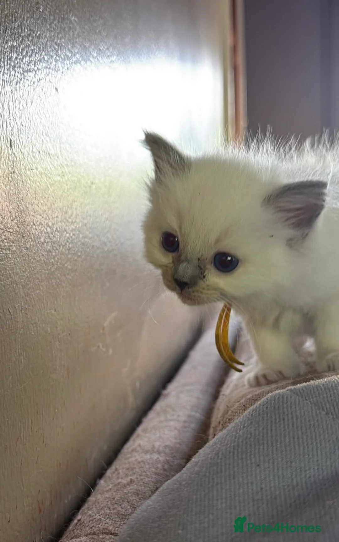 Ragdoll cats for sale: 5 Ragdoll Kittens for sale (3 girls 2 boys)  - Advert 2