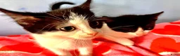 Mixed Breed cats for sale: A nice bunch of babies - Advert 5