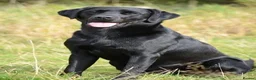 Labrador Retriever dogs for sale: KC reg Labrador Dog pup in Ripon - Advert 4