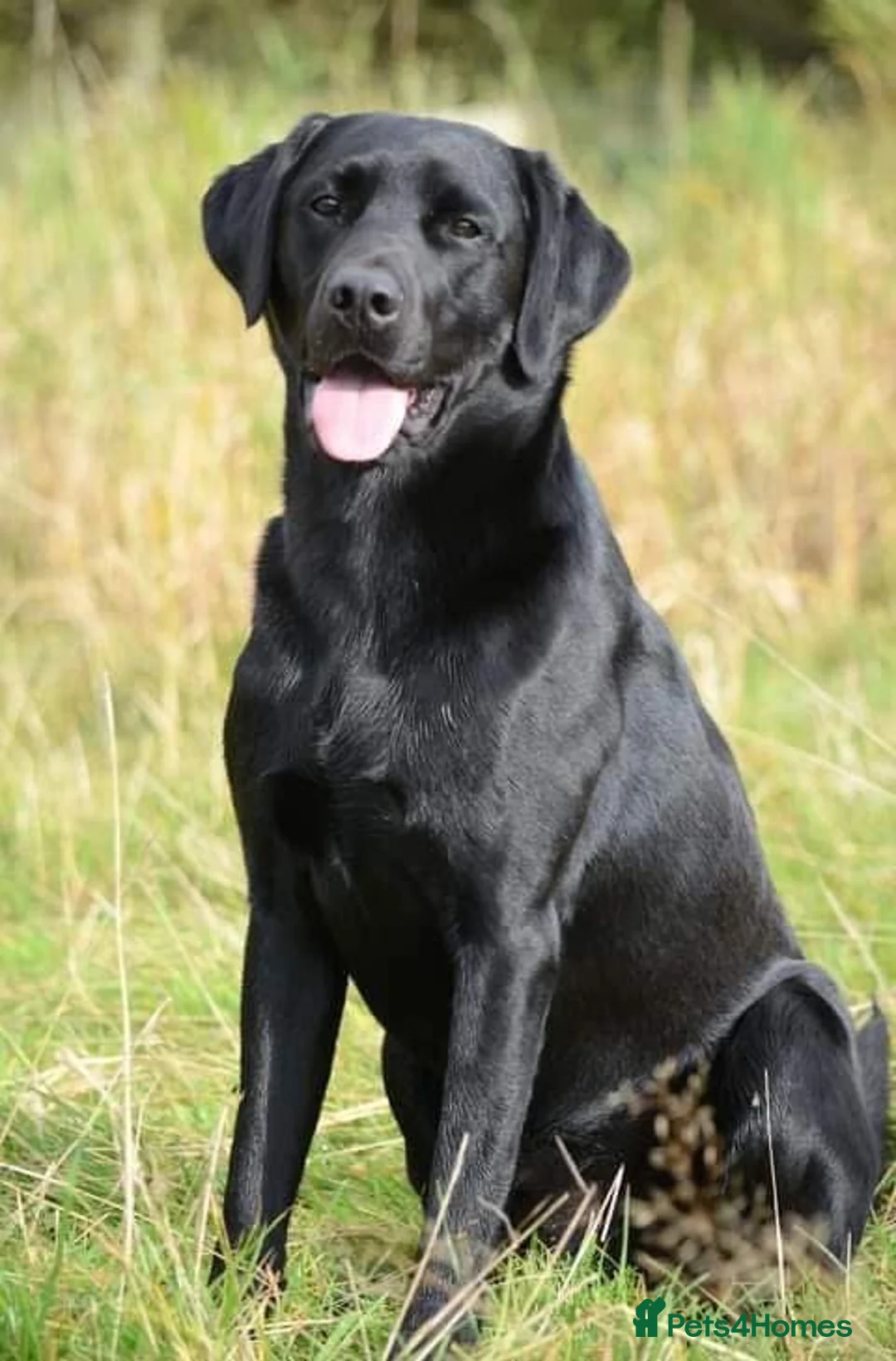 Labrador Retriever dogs for sale: KC reg Labrador Dog pup in Ripon - Advert 4