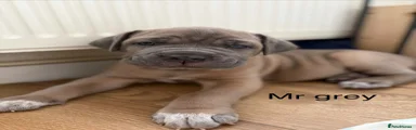 Cane Corso Puppy 7
