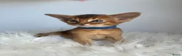 Abyssinian cats for sale: Adorable Abyssinian kittens - Advert 2