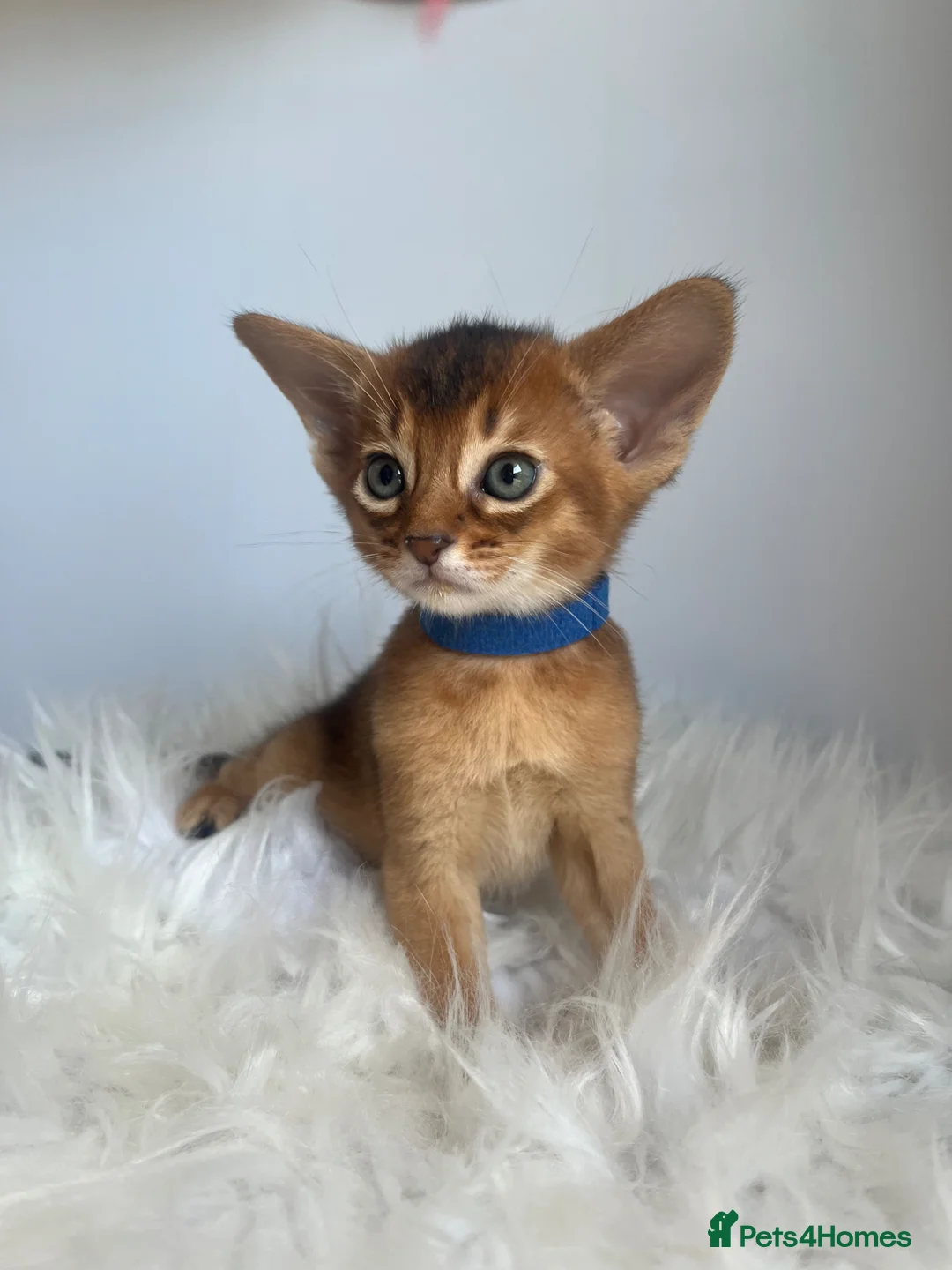 Abyssinian cats for sale: Adorable Abyssinian kittens - Advert 2