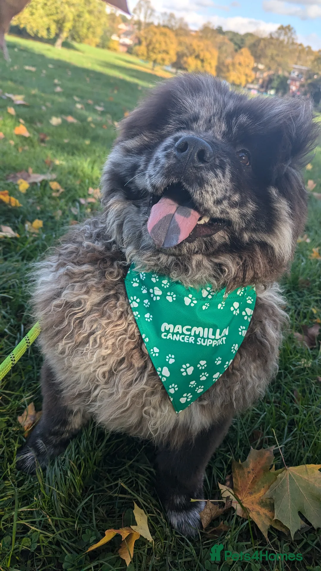 Chow Chow dogs for stud: Merle chow chow for Stud  - Advert 7