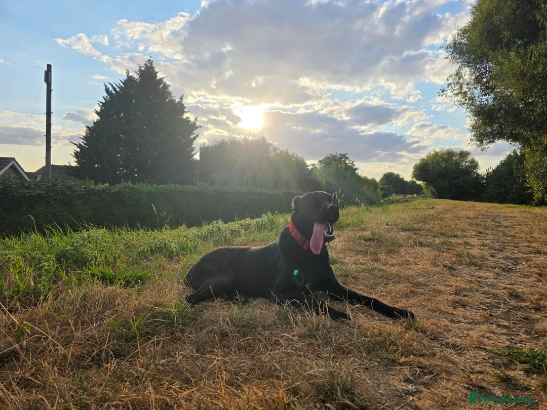 Mixed Breed dogs for sale: Huskador in Spalding - Advert 2