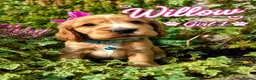 Cocker Spaniel dogs for sale: Show type Cocker spaniel pups- DAD DNA TESTED - Advert 3