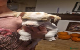 Mixed Breed dogs for sale: Jack Russell x Chihuahua puppies - Image 3