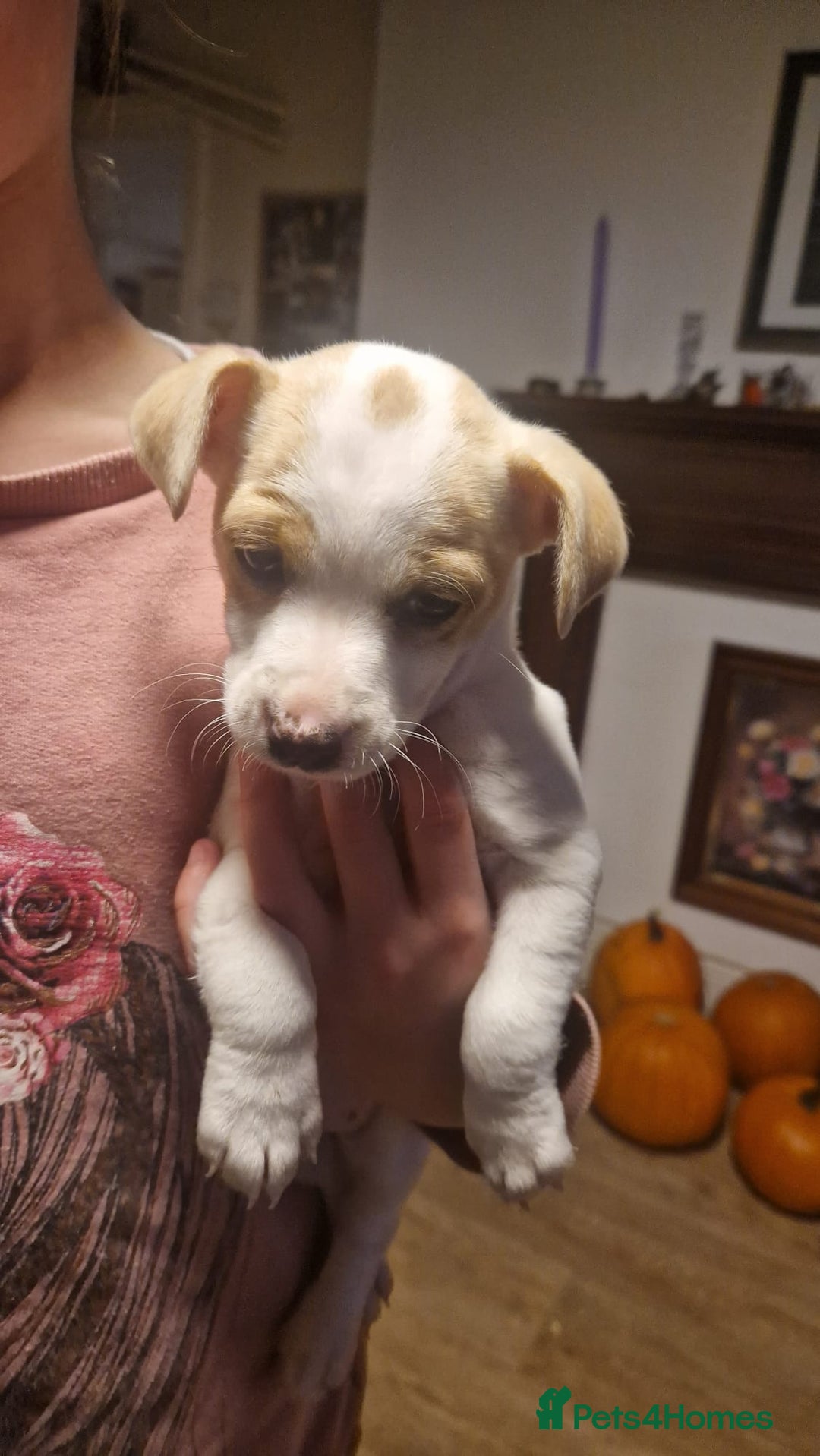 Mixed Breed dogs for sale: Jack Russell x Chihuahua puppies - Image 3