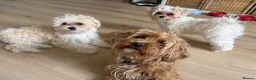 Maltipoo dogs for sale: Toy Size maltipoo boys in London - Advert 16