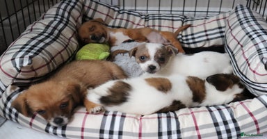 Jack Russell dogs - Advert 11