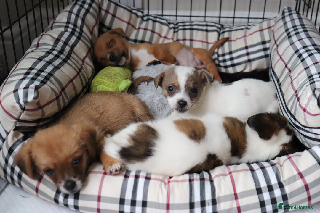 Jack Russell dogs for sale: Beautiful Jack Russell Puppies - Image 3