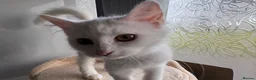 Mixed Breed cats for sale: Brother and sister - possible Turkish Angora.  in Boston - Advert 5