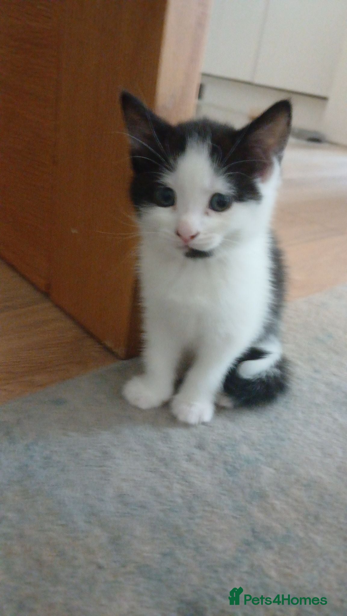 Mixed Breed cats Beautiful kittens - Advert 14