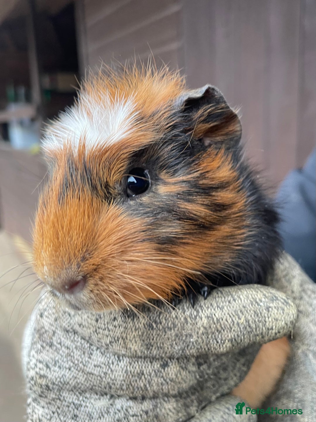 Guinea Pig rodents for sale: Beautiful Baby Guinea Pigs - Advert 12