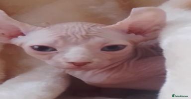 Sphynx cats - Advert 6