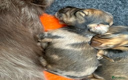 Miniature Dachshund dogs for sale: Beautiful long haired dapple girl  - Image 6