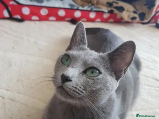 Russian Blue cats Fully TICA reg pedigree stunning kittens-READY NOW - Advert 6