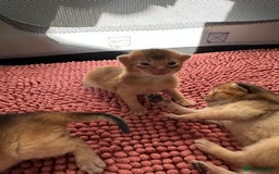 Abyssinian cats for sale: Tica reg. Abyssinian kittens  - Image 11