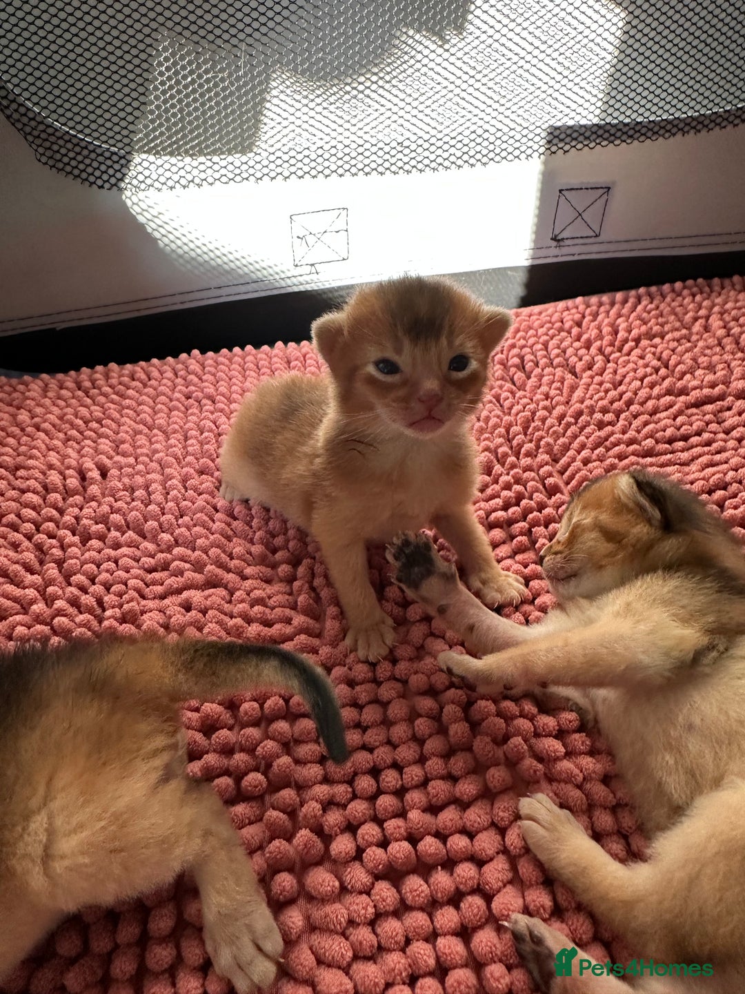 Abyssinian cats for sale: Tica reg. Abyssinian kittens  - Image 11