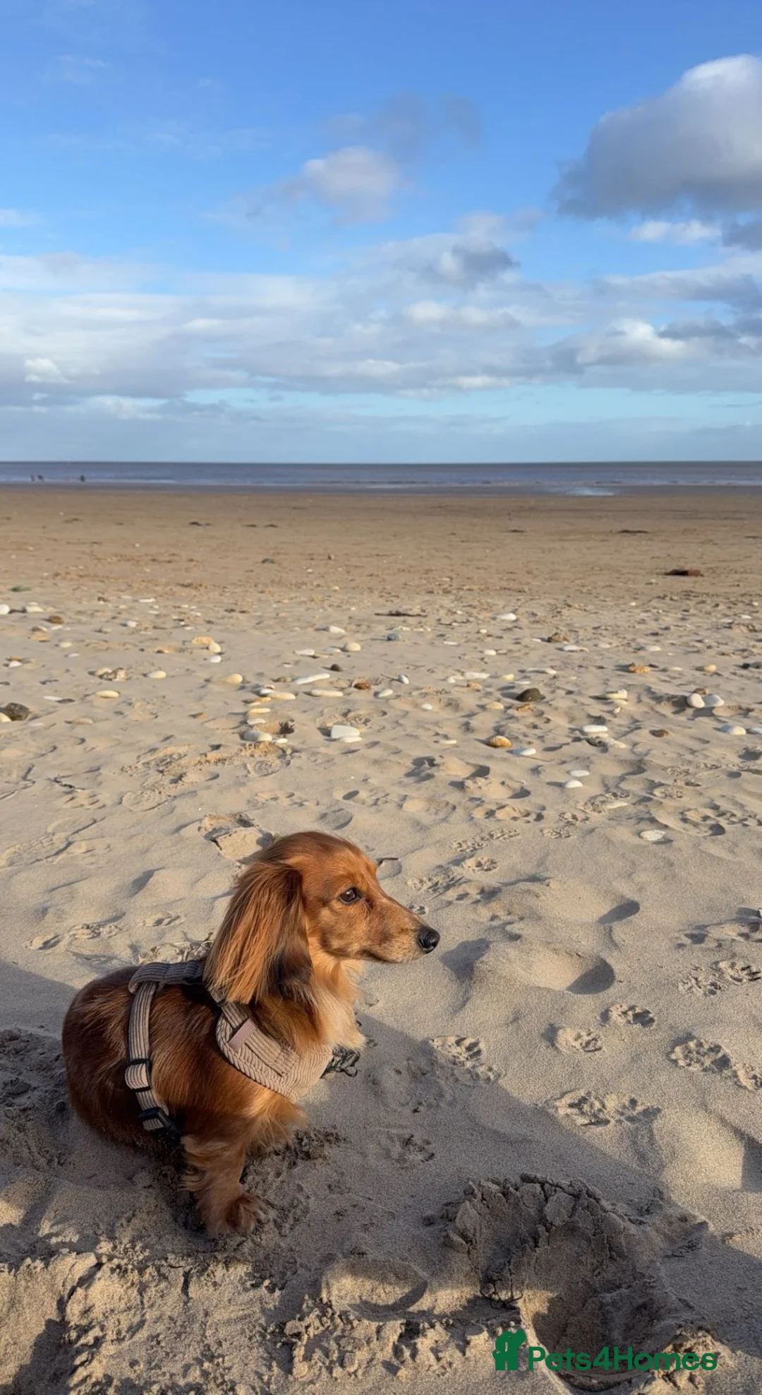 Miniature Dachshund dogs for stud: Miniature Long Haired Dachshund - Advert 4