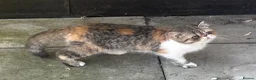 Exotic cats for sale: GCCF ACTIVE RETIRED QUEEN - Advert 1