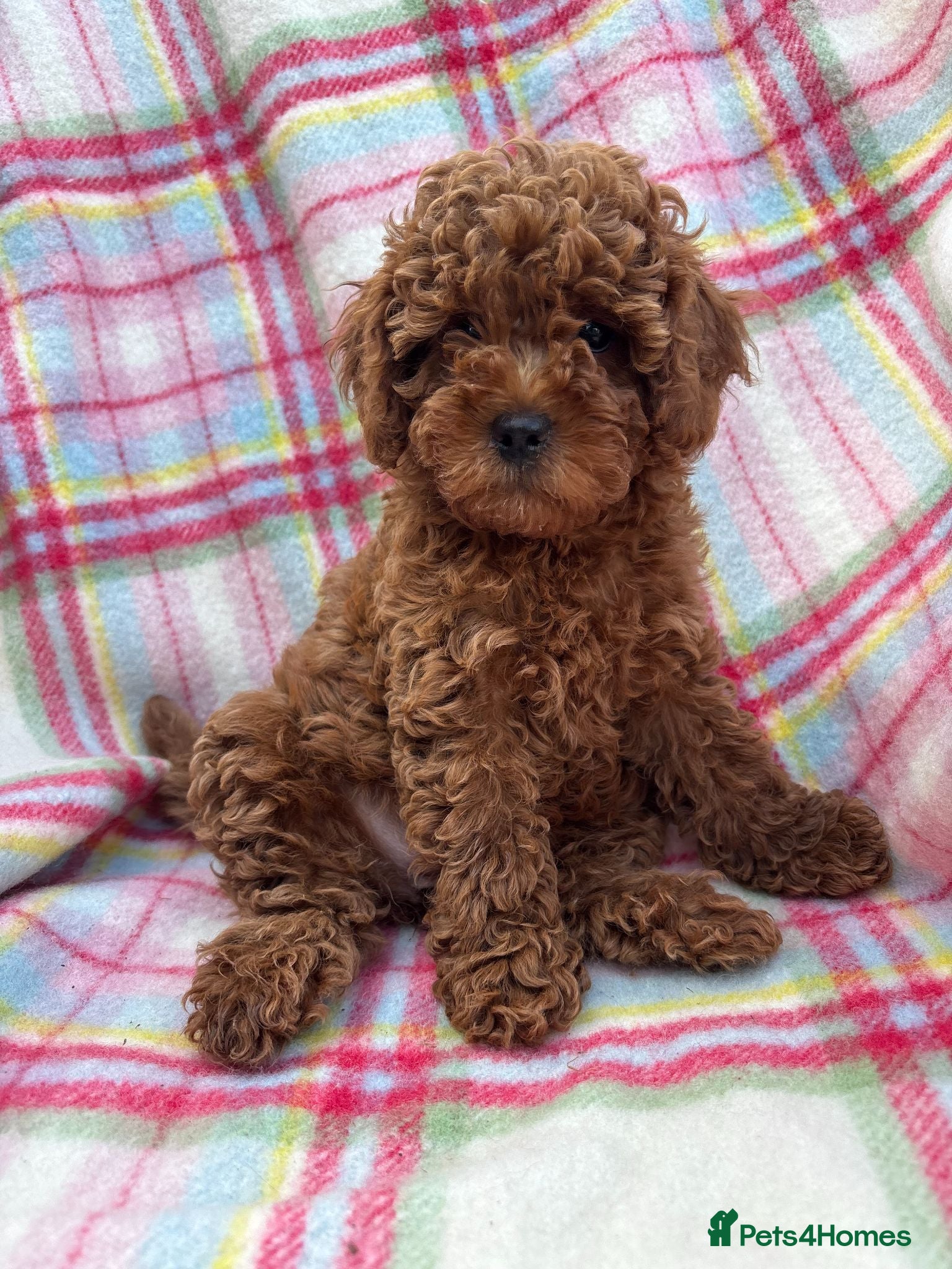 Cavapoo dogs Stunning Red F1b Cavapoo Puppies  - Advert 1