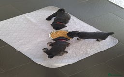 Miniature Schnauzer dogs for sale: 3 adorable miniature schnauzer puppies  - Image 4