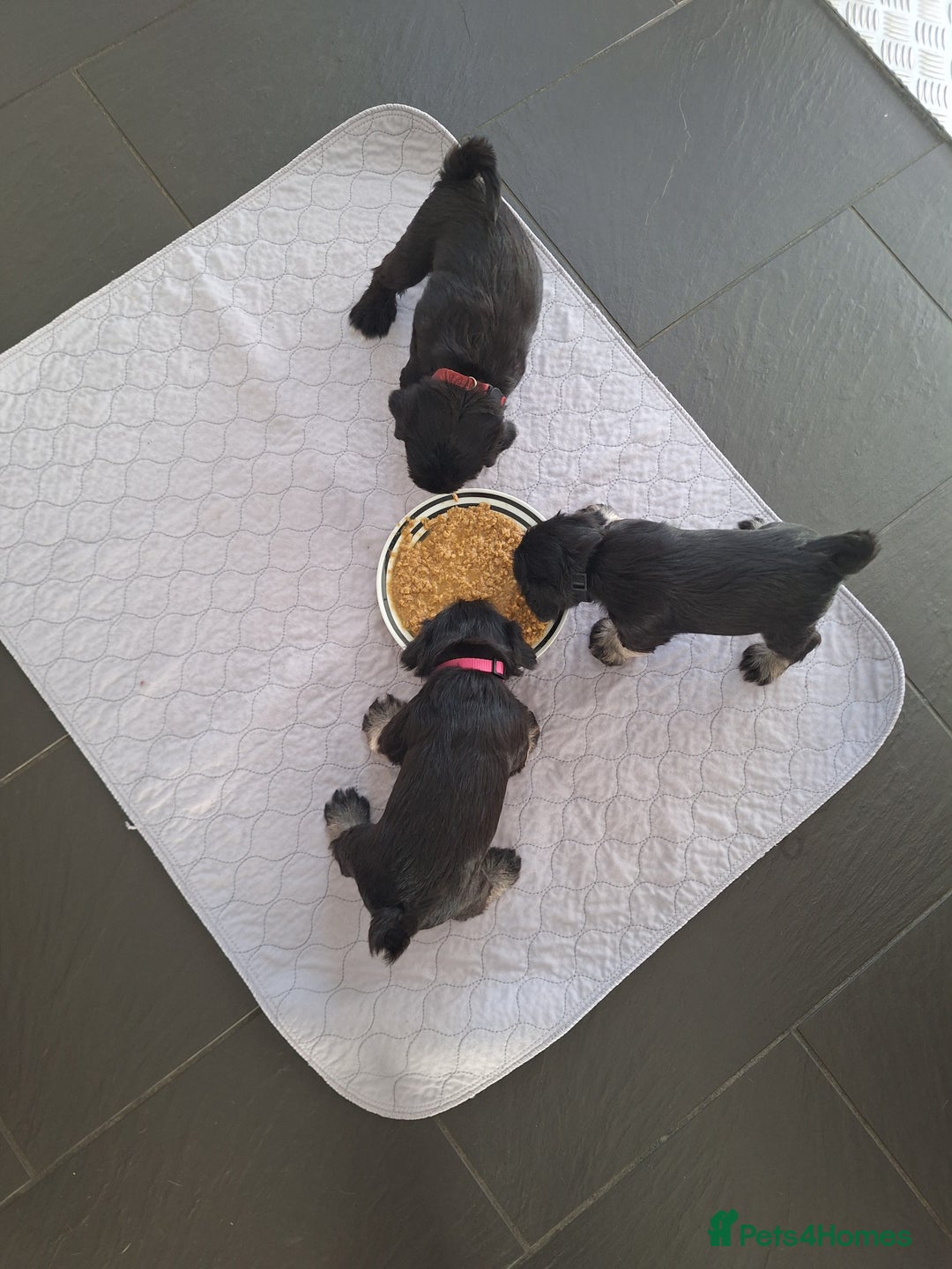 Miniature Schnauzer dogs for sale: 3 adorable miniature schnauzer puppies  - Image 4