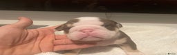 English Bulldog dogs for sale: TOP CLASS  English Bull Dog puppies  - Advert 32