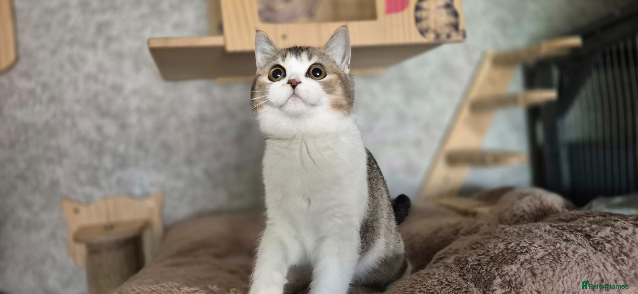 British Shorthair cats 1 boy & 1 girl left! TICA reg. BSH kittens  - Advert 1