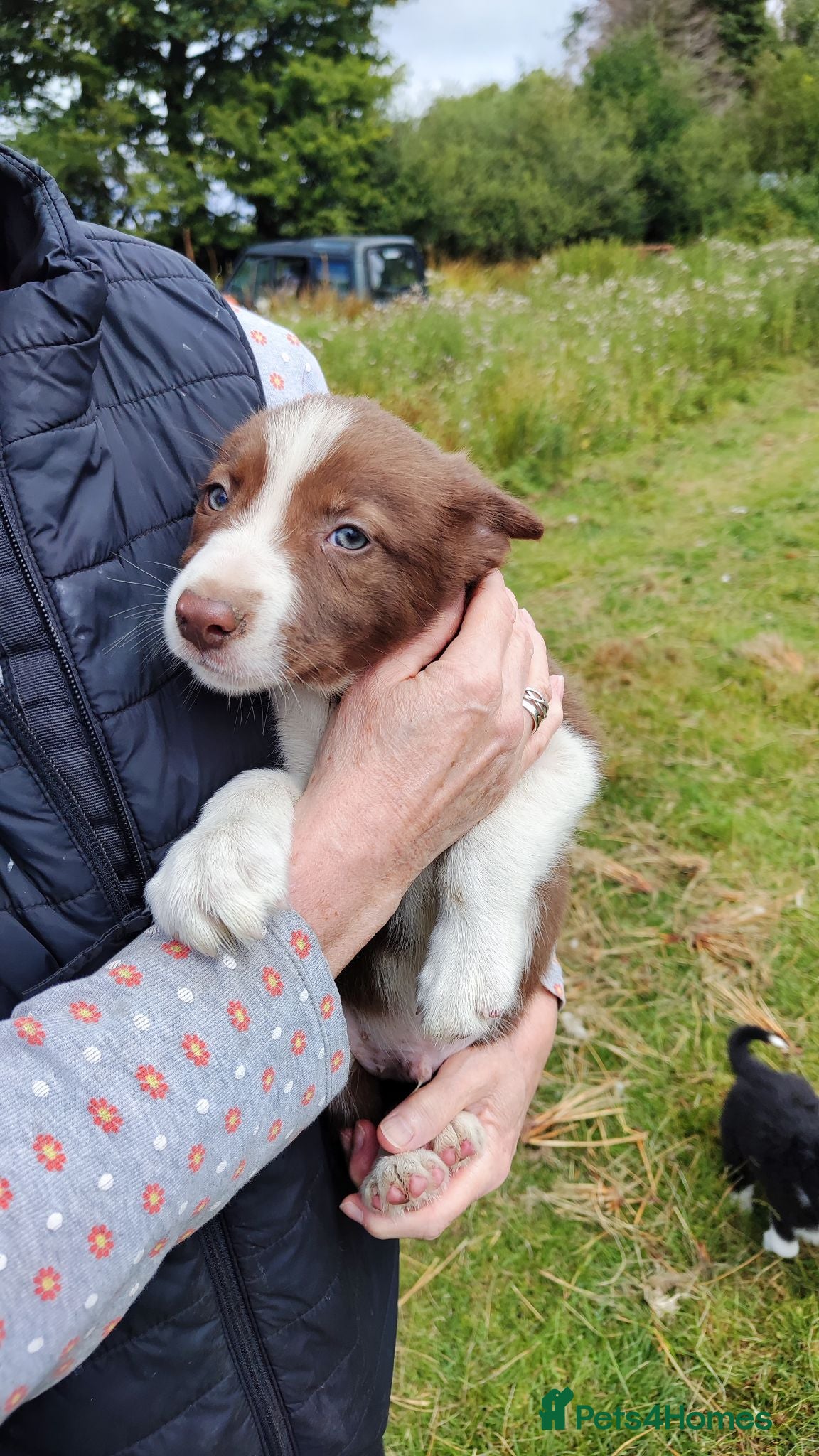 Border Collie dogs Specialist Bred Border Collie Pups Merle - Advert 1
