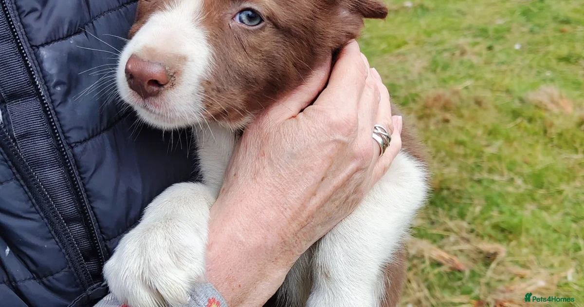 Border Collie Puppies For Sale Pets4Homes border-collie-puppies-for-sale-pets4homes
