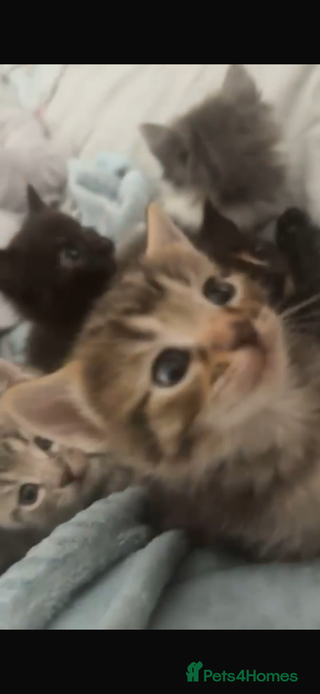 Mixed Breed cats for sale: 3 stunning unique kittens - Image 12