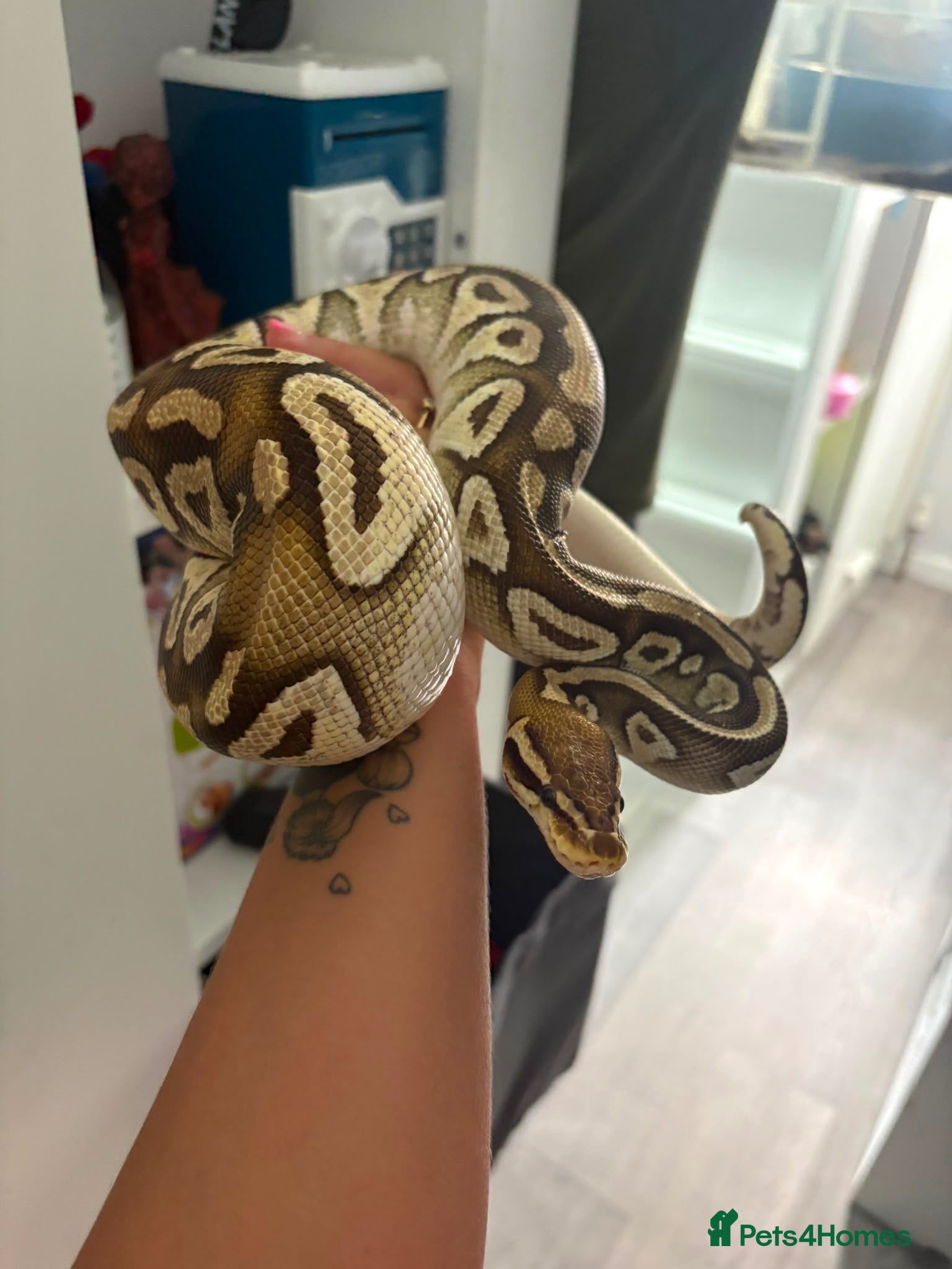Python Snake reptiles Ball pythons for sale £50 each! - Advert 2