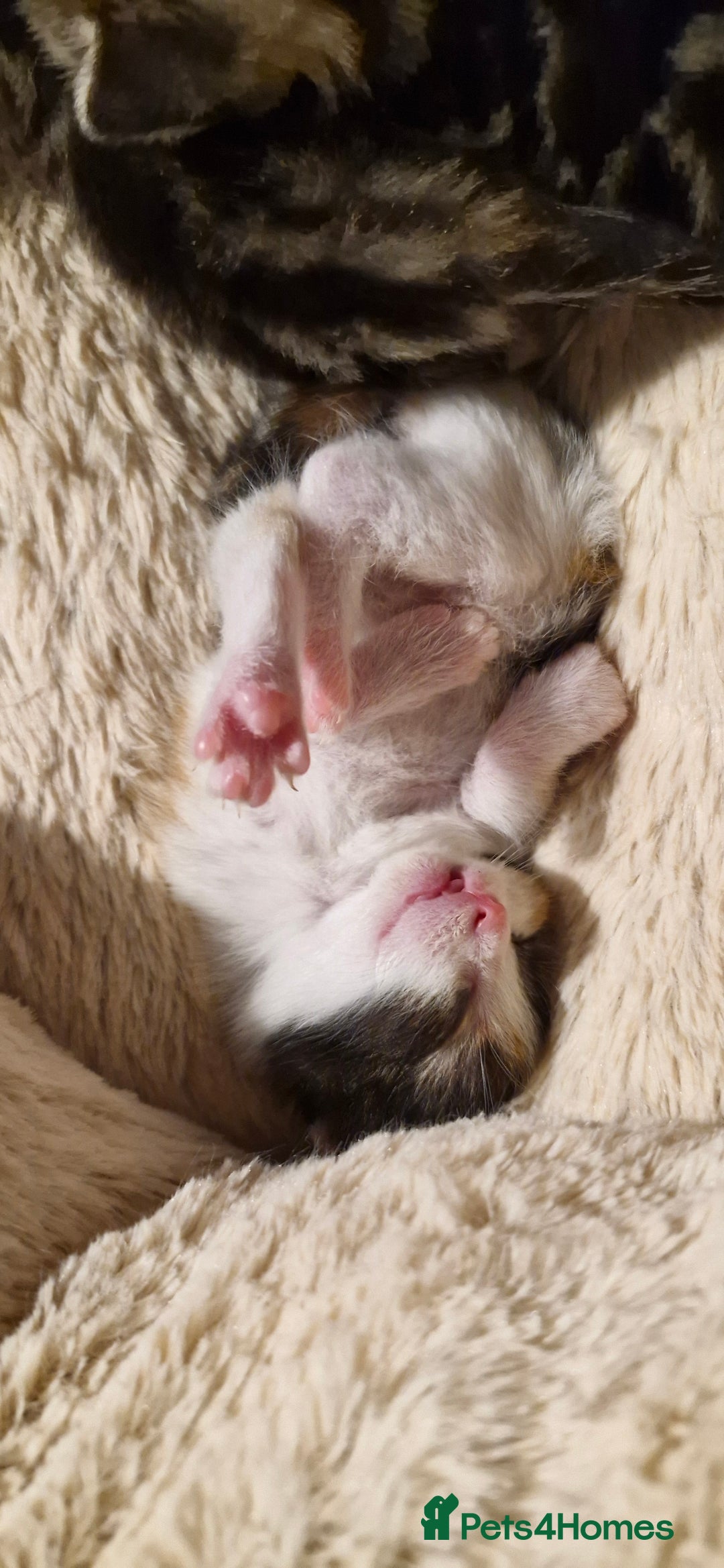 Mixed Breed cats for sale: Kittens looking for their forever homes - Advert 5