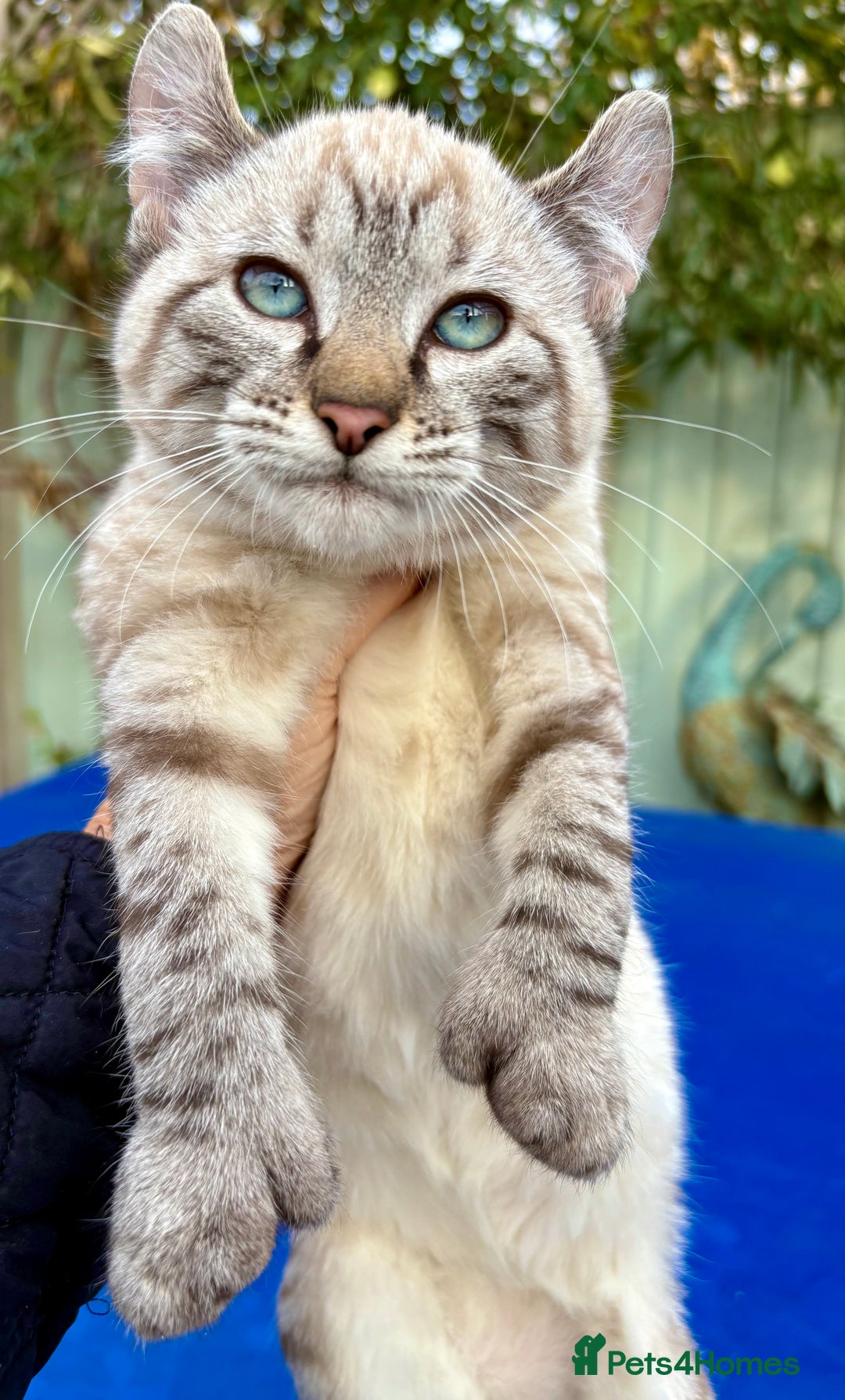 Bengal cats for sale: Breathtaking rare snow leopard  - Advert 8