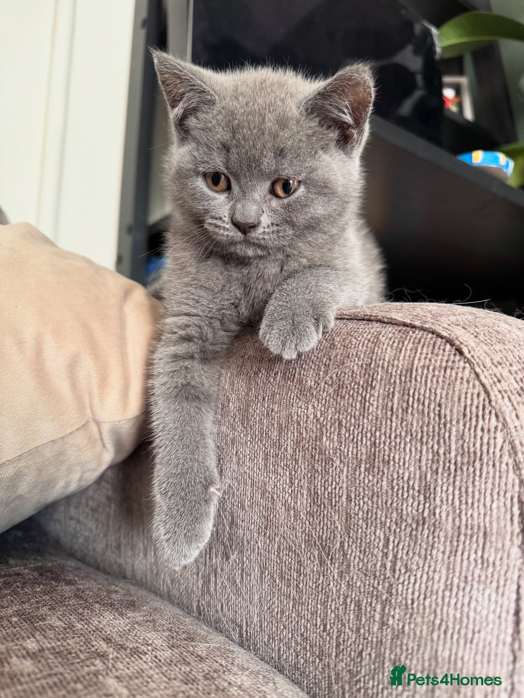 British Shorthair cats for sale: British blue short hair - Image 9