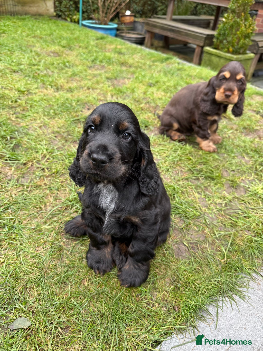 Cocker Spaniel dogs for sale: KC Reg Show Type Cocker Spaniel Puppies - Advert 2
