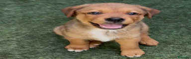 Mixed Breed 3